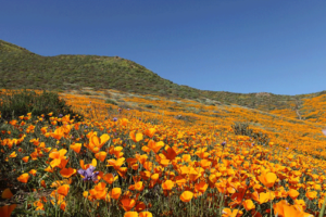 Corona and Lake Elsinore Super Bloom